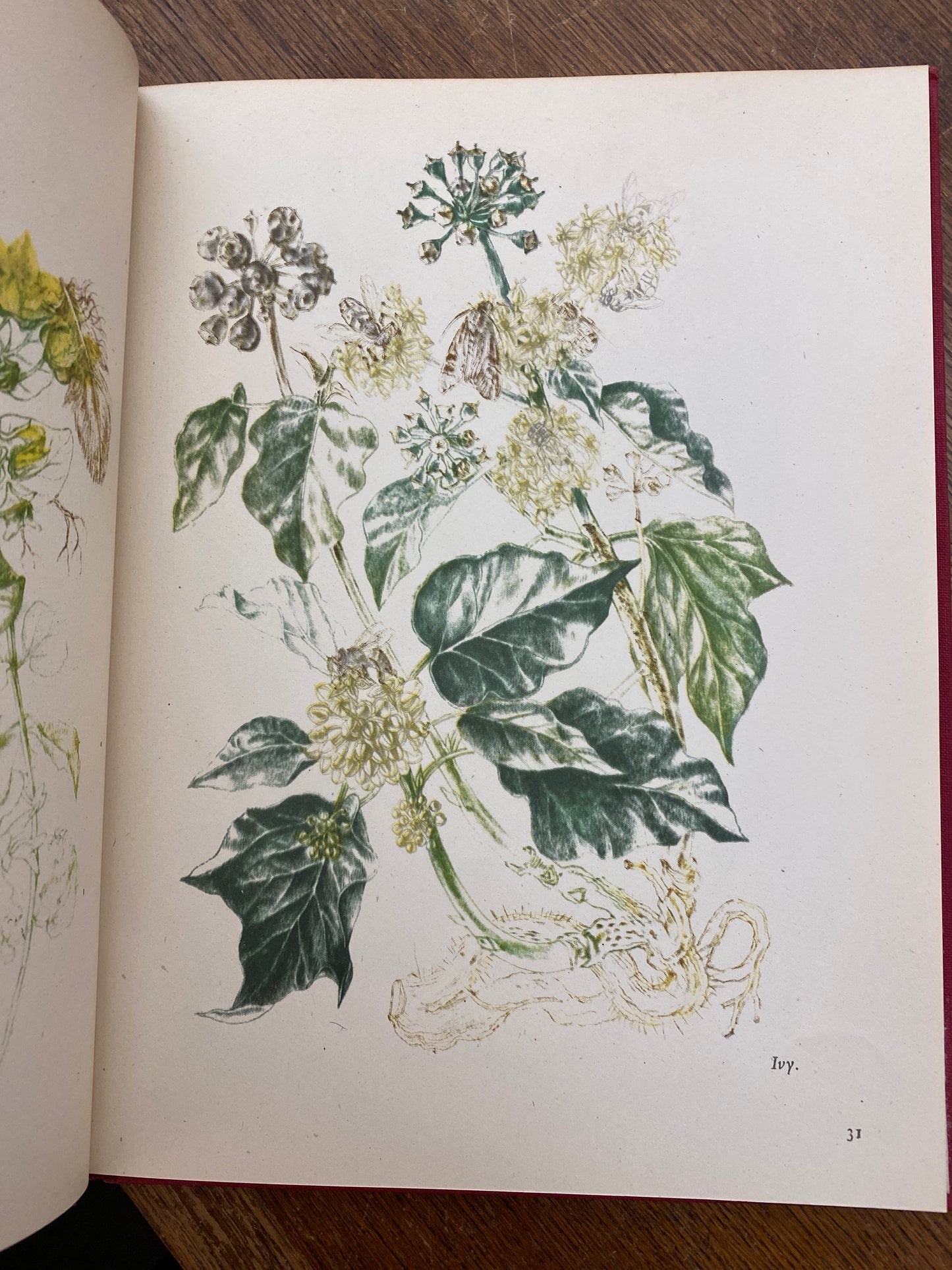 Flowers & Butterflies by Vere Temple