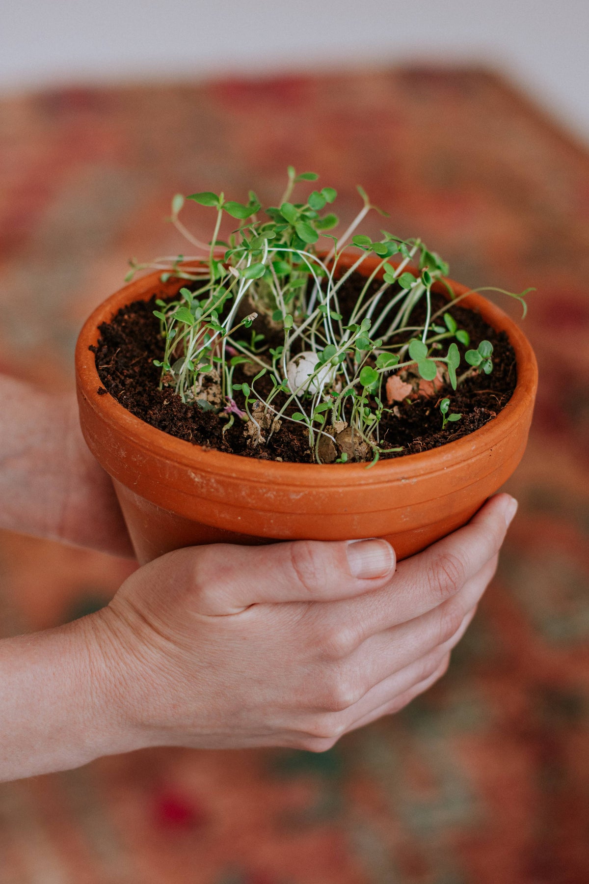 Organic Christmas Gift with 3 Blossombs Seed Bombs