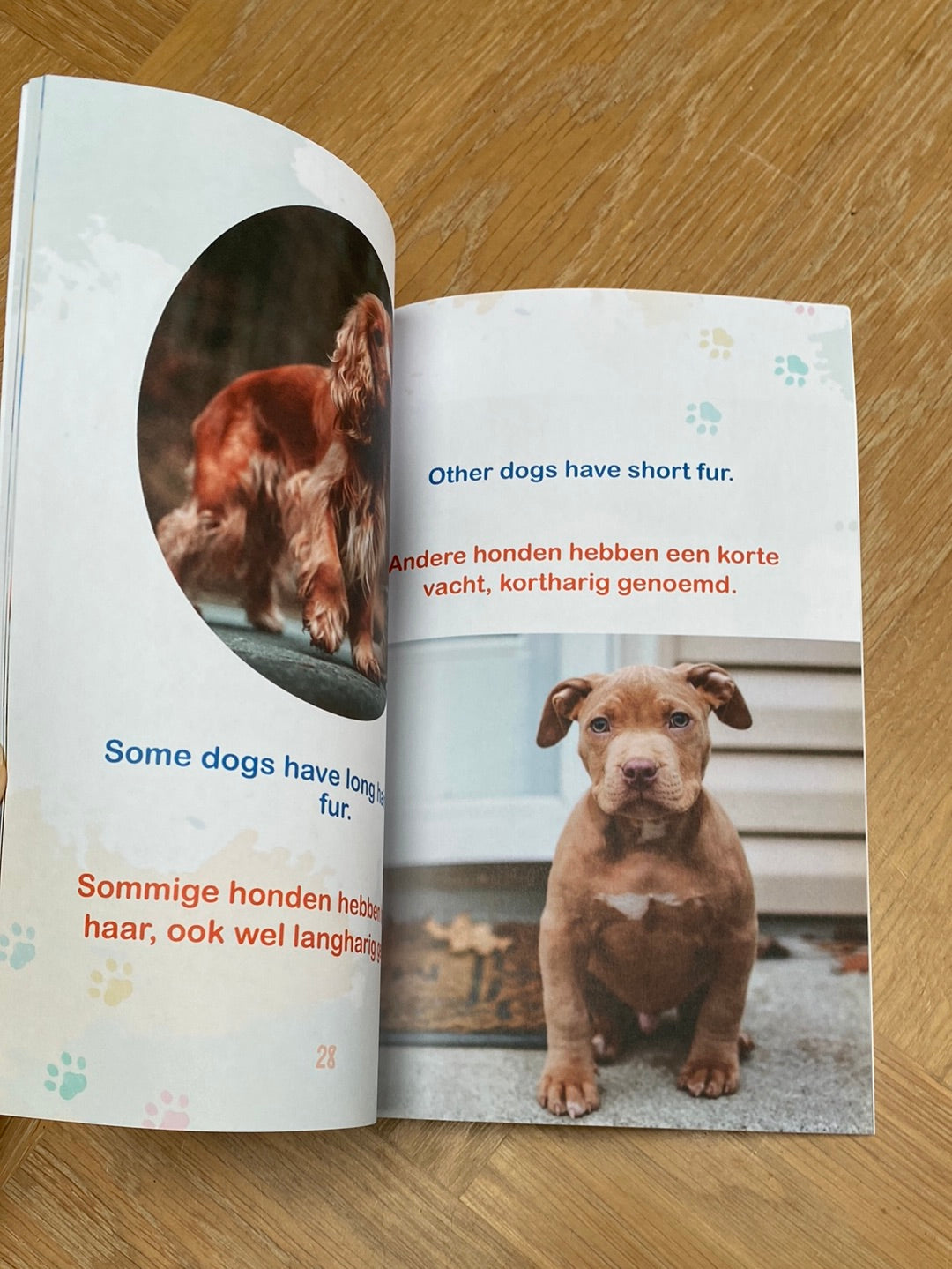 Dogs/Honden- a bilingual book in English and Dutch