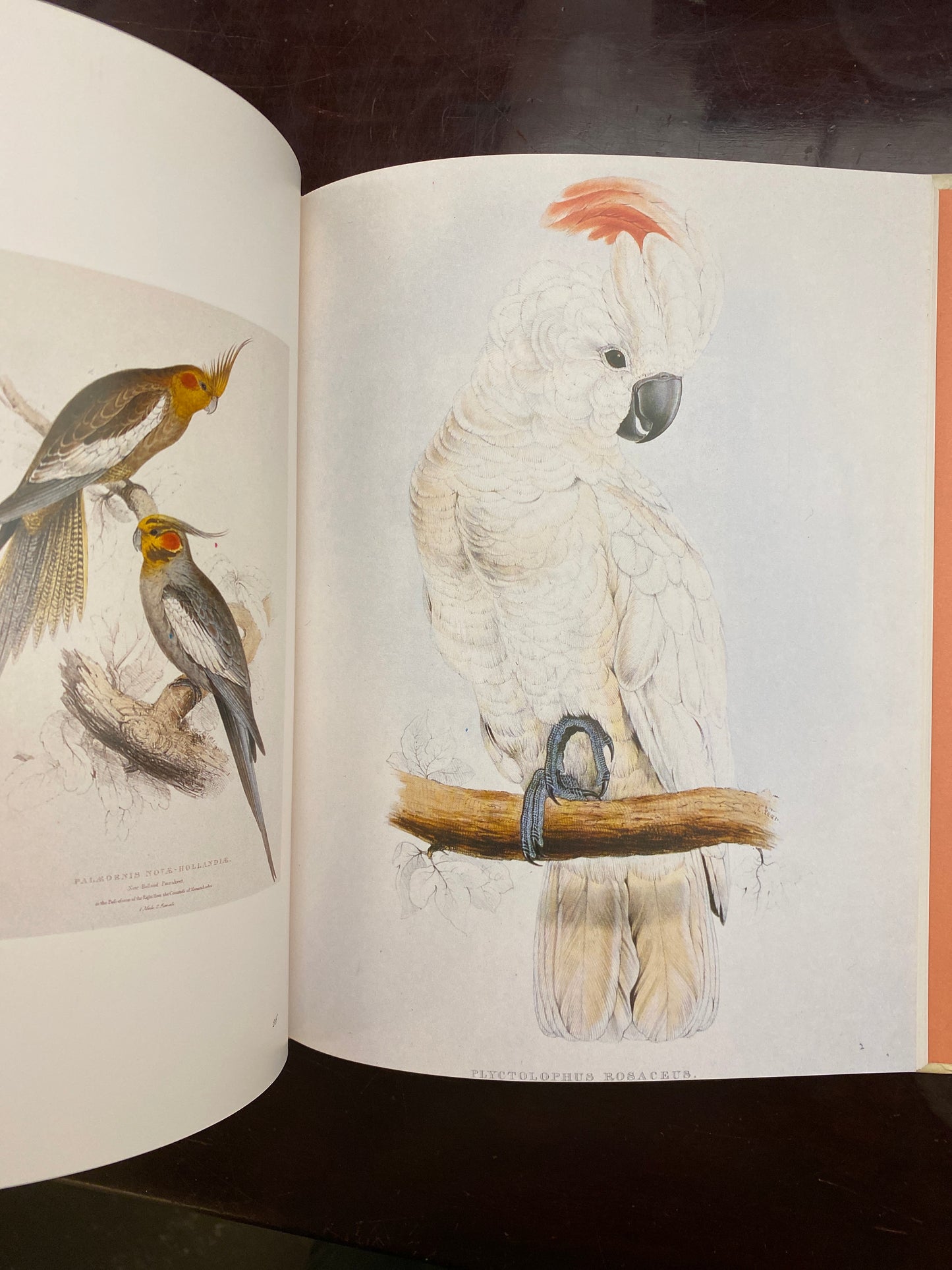 Gould's Exotic Birds (Victoria and Albert Natural History Illustrators)