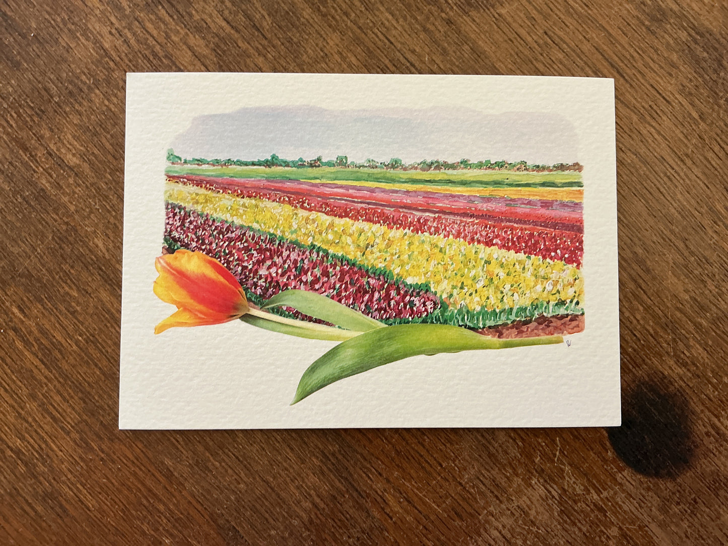 Tulip field postcard